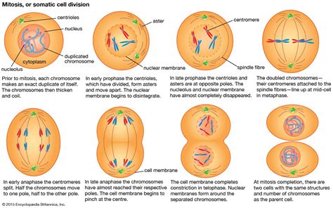 Cell Growth And Division Test Answer Key