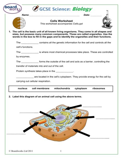 Cell Life Science Worksheets For Fifth Grade Momjunction Cell Worksheet For 5th Grade - Cell Worksheet For 5th Grade