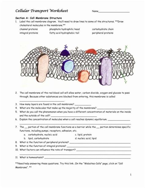Cell Membrane Amp Transport Answer Key X27 17 Cell Membrane Worksheet Answers - Cell Membrane Worksheet Answers