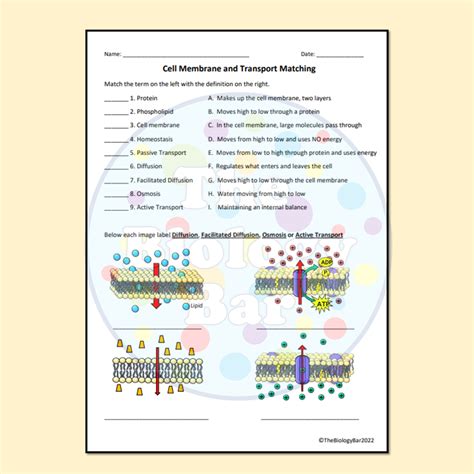 cell membrane and transport practice sheet answers