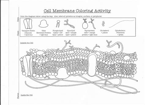 Cell Membrane Coloring Worksheet Key Name Key Date Cell Membrane Coloring Worksheet Key - Cell Membrane Coloring Worksheet Key