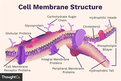 Cell Membrane Structure And Function Worksheet Answer Key