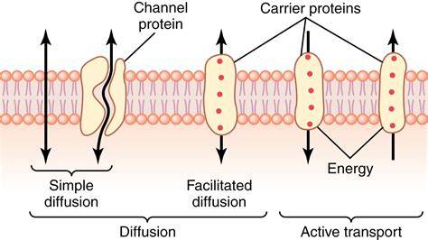 cell membrane transport mechanisms exercise 4 answers