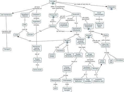 Cell Organelle Concept Map Answer