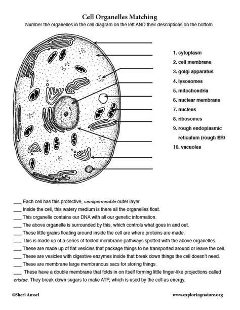 Cell Organelle Matching Worksheet Flashcards Quizlet Cell Organelle Research Worksheet Answers - Cell Organelle Research Worksheet Answers
