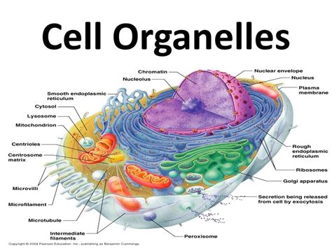 Cell Organelle Review Worksheet Flashcards Quizlet Cell Organelle Research Worksheet Answers - Cell Organelle Research Worksheet Answers