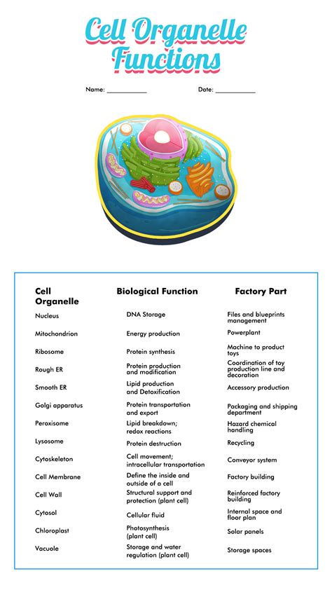 Cell Organelles Worksheet Education Com Cell Organelle Worksheet 4th Grade - Cell Organelle Worksheet 4th Grade