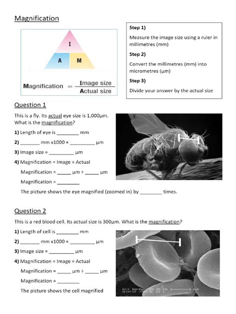 Cell Organelles Worksheets Microscope Magnification Worksheet - Microscope Magnification Worksheet