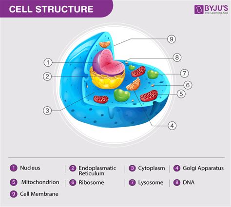 Cell Parts And Functions 5th Grade Science Flashcards 5th Grade Science Cell - 5th Grade Science Cell