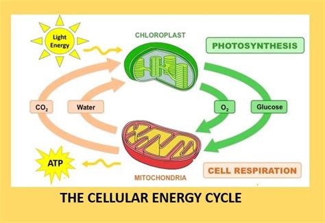 Cell Processes And Energy Chapter Test Key