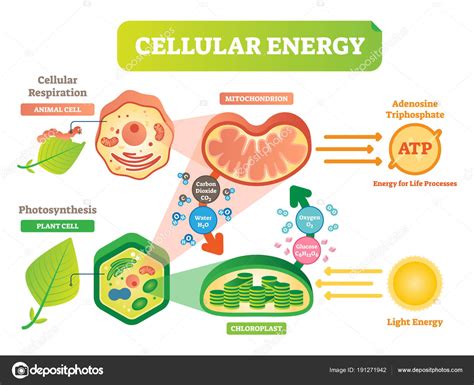Cell Processes And Energy Guided Reading Study