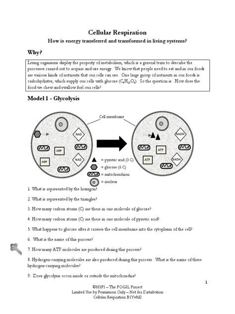 Cell Respiration Pogil