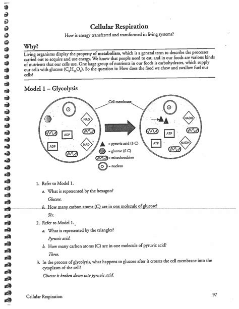 cell respiration pogil key