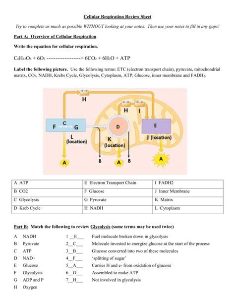 Cell Respiration Review Sheet Answer Key