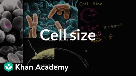 Cell Size Practice Khan Academy Cell Size Worksheet - Cell Size Worksheet