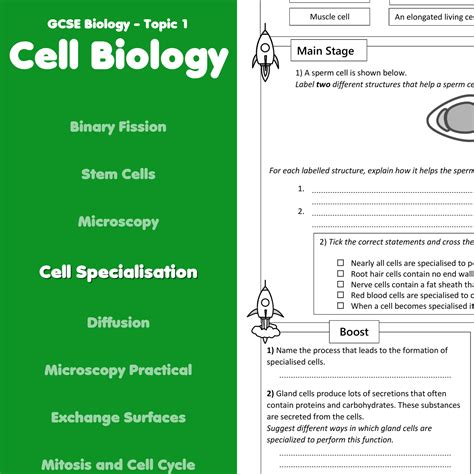 Cell Specialisation Home Learning Worksheet Gcse Cell Specialization Worksheet - Cell Specialization Worksheet