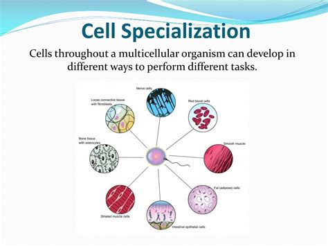 Cell Specialization And Differentiation Texas Gateway Cell Specialization Worksheet - Cell Specialization Worksheet