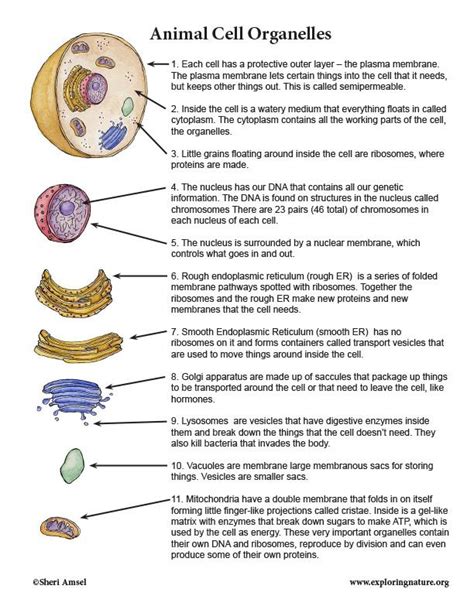 Cell Structure And Function Ap College Biology Khan The Cell Worksheet - The Cell Worksheet