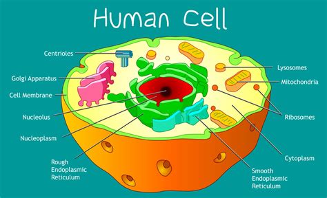 Cell Structure And Function Biology Libretexts All About Cells Worksheet Answers - All About Cells Worksheet Answers