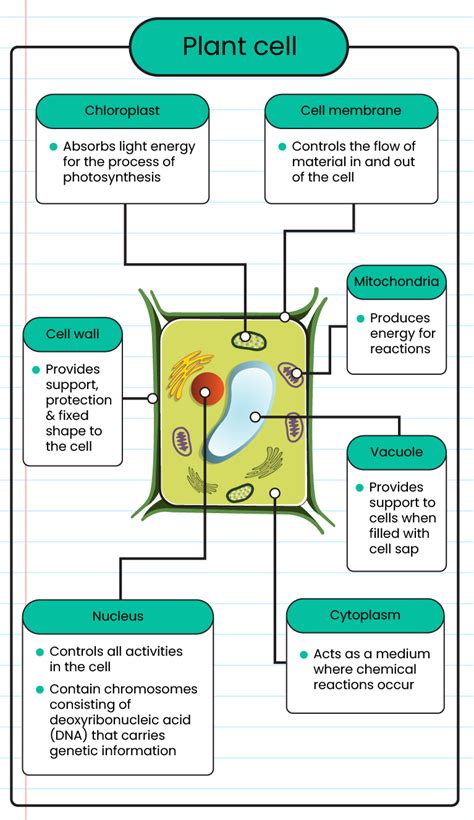 Cell Structure And Function High School Biology Worksheets Cell Structure Worksheet Answers - Cell Structure Worksheet Answers