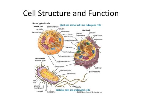 Cell Structure And Function Study Guide Answers