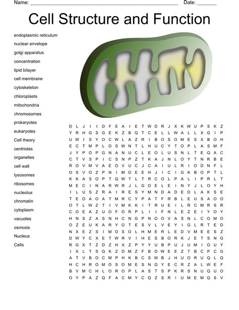 Cell Structure And Function Word Search Bing