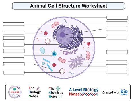 Cell Structure And Function Worksheet Answer Key