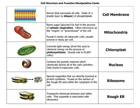 Cell Structure And Function Worksheet Flashcards Quizlet Cellular Boundaries Worksheet Answers - Cellular Boundaries Worksheet Answers