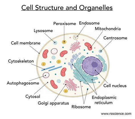 Cell Structure And Main Functions High School Science Cell Structure Worksheet High School - Cell Structure Worksheet High School