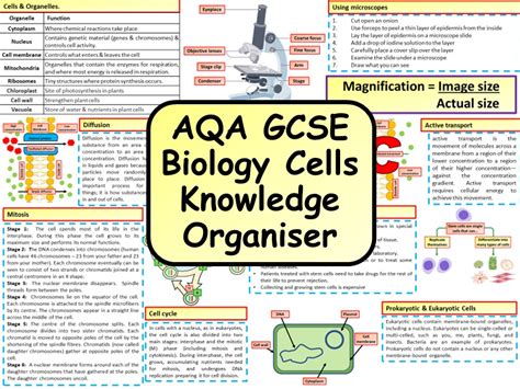 Cell Structure Aqa Gcse Biology Questions Amp Answers Cell Structure Worksheet Answers - Cell Structure Worksheet Answers