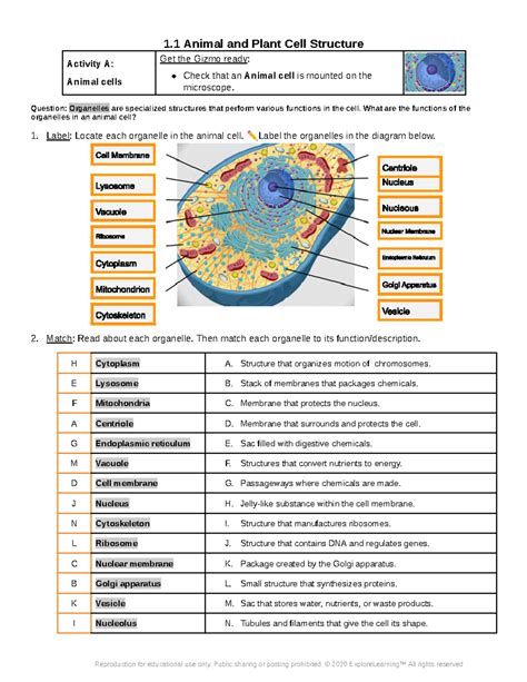 Cell Structure Gizmo Answers