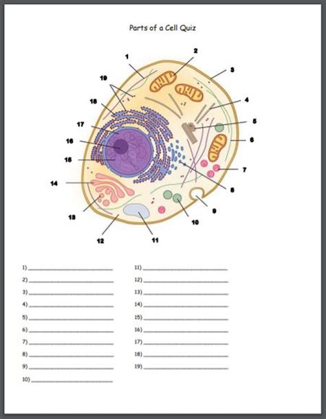 Cell Structure Practice Cell Structure And Processes Studocu Cell Structure Worksheet High School - Cell Structure Worksheet High School