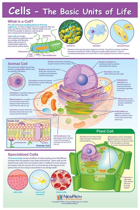 Cell Structure Teaching Resources The Science Teacher Science Cell Worksheets - Science Cell Worksheets