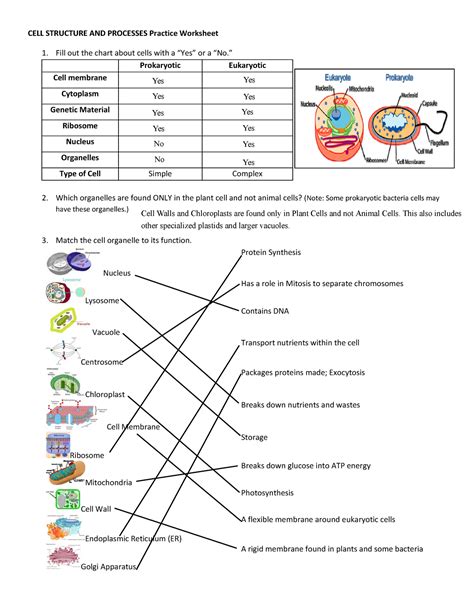 Cell Structure Worksheet Middle School