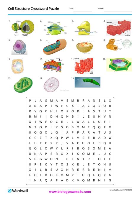 Cell Structures Crossword Puzzle The Biology Corner Cellular Boundaries Worksheet Answers - Cellular Boundaries Worksheet Answers