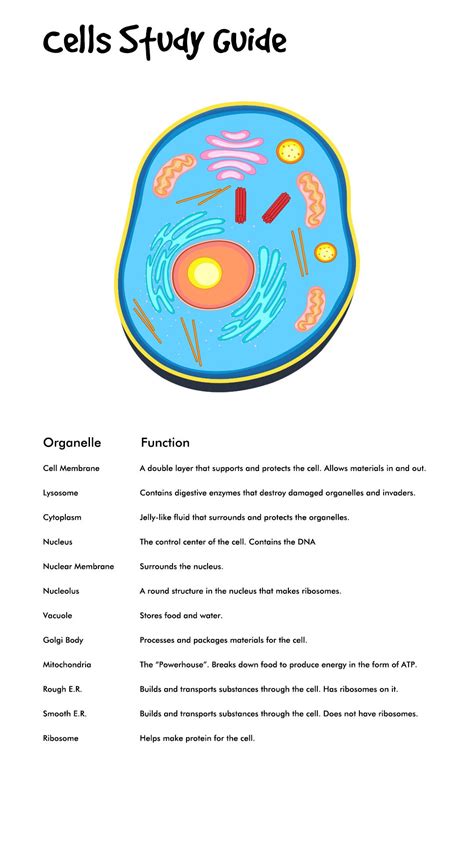 Cell Study Guide Grade 5