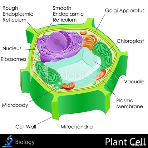 Cell Theory Quiz 82 Plays Quizizz Cell Theory Worksheet 7th Grade - Cell Theory Worksheet 7th Grade