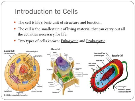 Cell Theory Video Introduction To Cells Khan Academy Cell Theory Worksheet 7th Grade - Cell Theory Worksheet 7th Grade