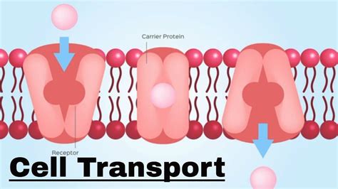 Cell Transport 5 8k Plays Quizizz Types Of Cellular Transport Worksheet - Types Of Cellular Transport Worksheet