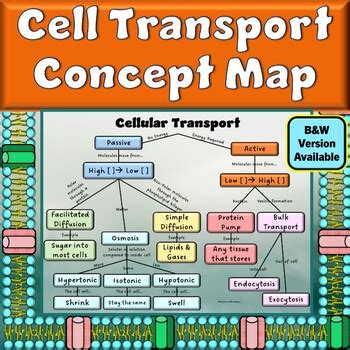 Cell Transport Concept Map