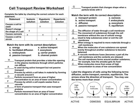 Cell Transport Maze Worksheet Activity In Digital And Types Of Cellular Transport Worksheet - Types Of Cellular Transport Worksheet