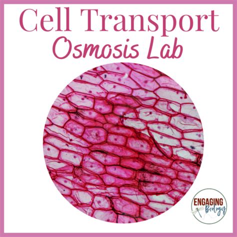 Cell Transport Osmosis Lab Made By Teachers Osmosis 7th Grade Worksheet - Osmosis 7th Grade Worksheet