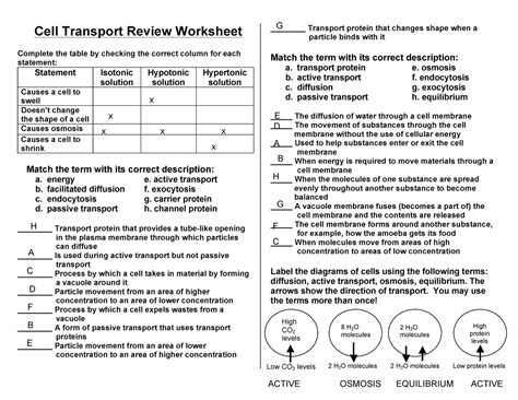 Cell Transport Review Worksheet Answers Excelguider Com Transport In Cells Worksheet Answer Key - Transport In Cells Worksheet Answer Key