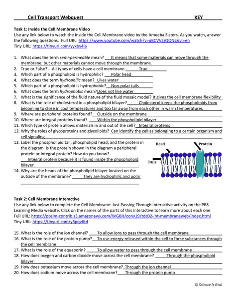 Cell Webquest Answer Key
