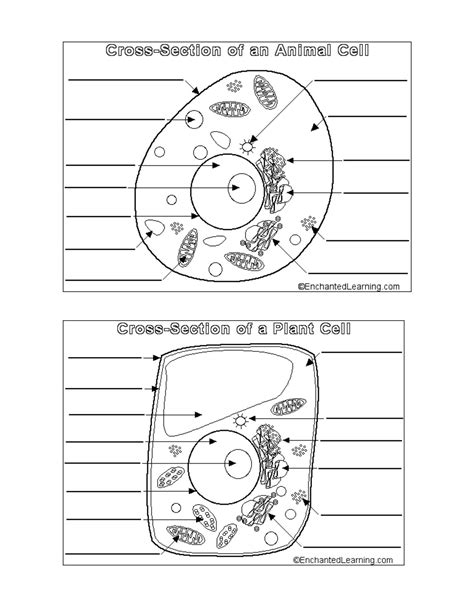 Cell Worksheets Plant And Animal Cells Math Worksheets Animal Cell Diagram Worksheet Answers - Animal Cell Diagram Worksheet Answers