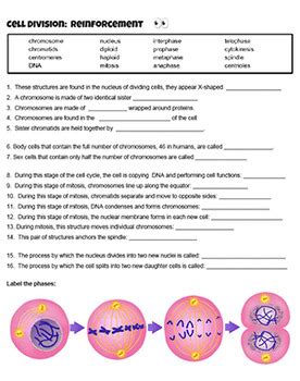 Read Online Cell Division And Mitosis Reinforcement Answers 
