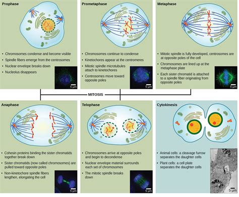 Read Online Cell Division Mitosis And Cytokinesis Tsfx 