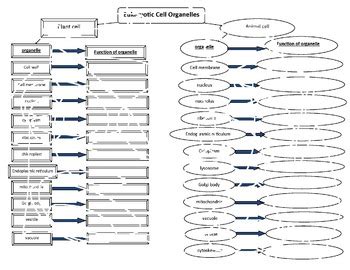 Download Cell Organelle Concept Map Answer 