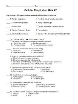 Download Cell Respiration Quiz With Answers 