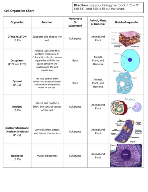 Read Online Cell Structure Study Guide 